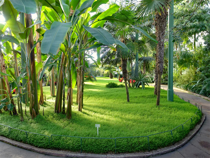 Tropischer Wintergarten im Zoologisch-Botanischen Garten Wilhelma in Stuttgart mit Palmen und Bananen-Bäumen