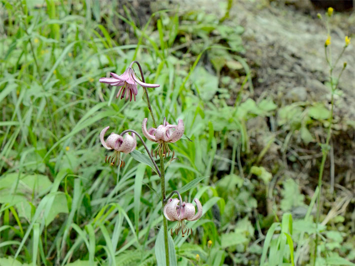 Rosa Blüten, dunkel-violett getupft, von einer Türkenbund-Lilie, botanischer Name Lilium martagon, in einem Steingarten