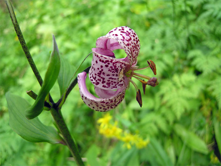 Großaufnahme von einer rosa-violetten, lila getupften Blüte einer Türkenbund-Lilie, botanischer Name Lilium martagon, in einem Blumenbeet