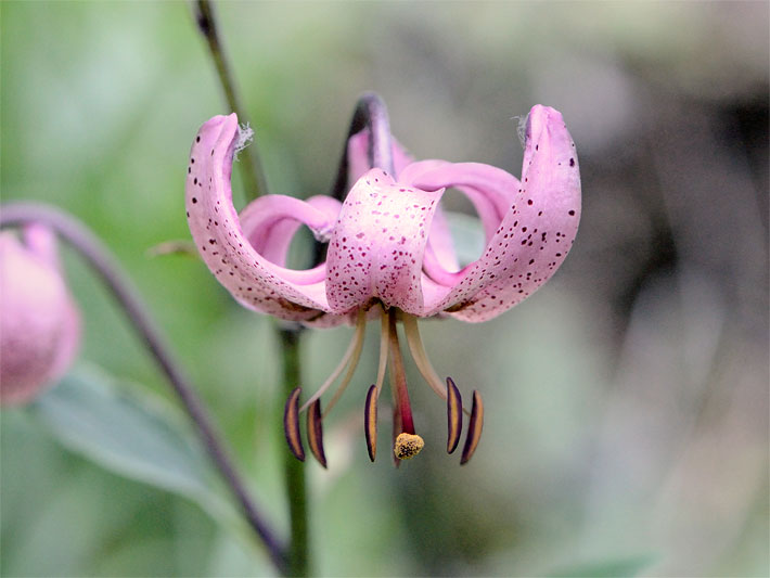 Rosa-violette Blüte mit dunkler Punktierung einer Türkenbund-Lilie, botanischer Name Lilium martagon