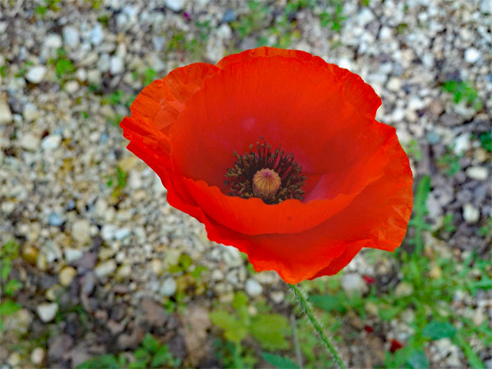 Leuchtend rote Blüte von einem Türkischen Mohn, botanischer Name Papaver orientale, in einem Steingarten