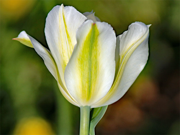 Creme-weiß-gelbe Blüte einer Viridiflora-Tulpe der Sorte Spring Green, botanischer Name Tulipa, mit vertikal markant verlaufendem, grünem Streifen