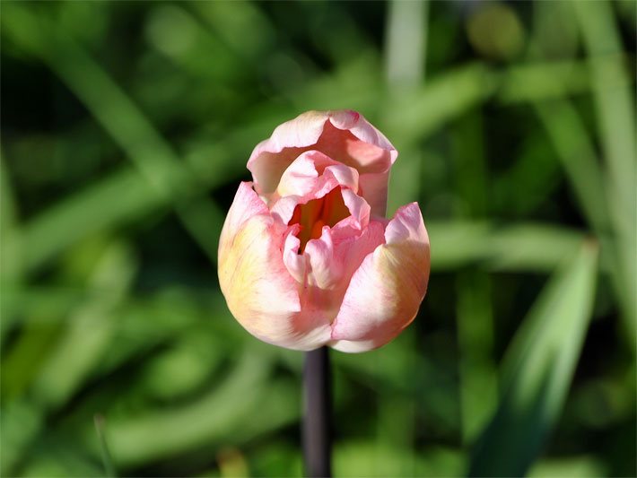 Blass-gelb-rosa Blüte einer Tulpe, botanischer Name Tulipa, aus der Sortengruppe Einfache Späte im Garten