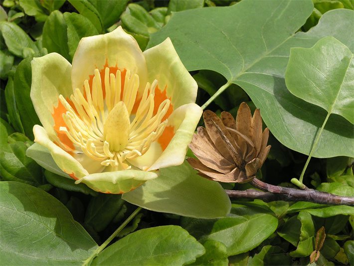 Geöffnete orange-gelbe, auffällige Blüte von einem Tulpenbaum, botanischer Name Liriodendron tulipifera, mit tulpenähnlicher Form