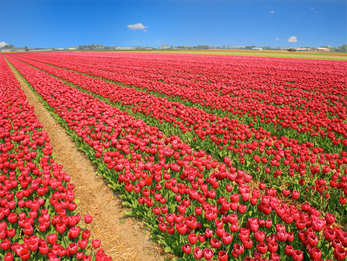 Tulpenfeld-Zucht mit roten Tulpen