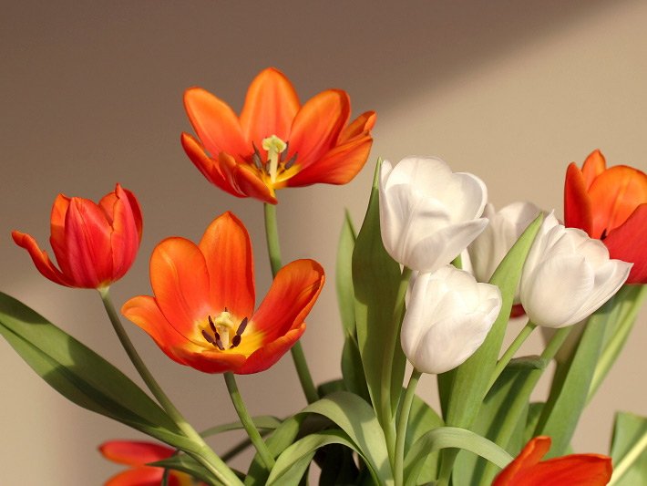 Tulpenstrauß mit weißen und orangen Tulpen, botanischer Name Tulipa, deren Blüten zum Teil geöffnet sind