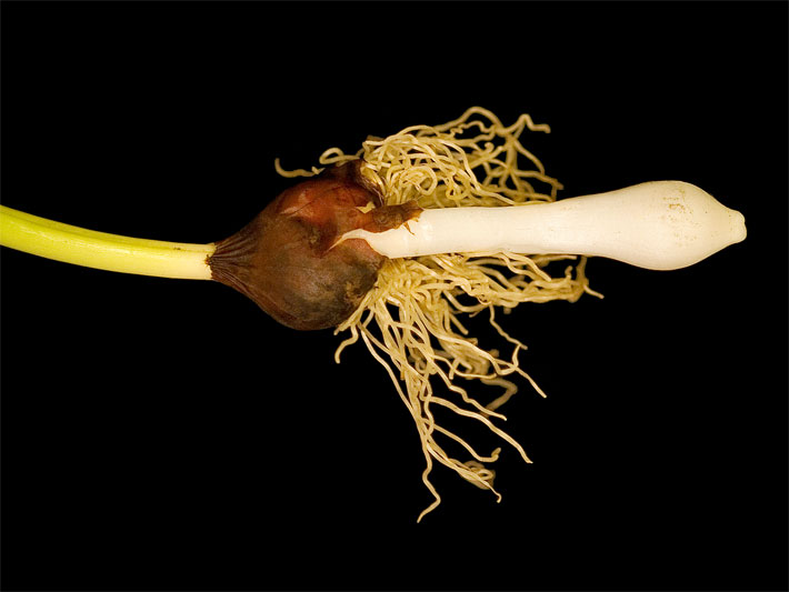 Tulpenzwiebel-Wachstum im Frühling nach dem Ausgraben mit brauner Zwiebel und weißem Spross