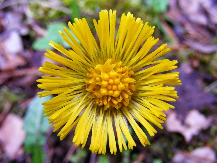 Gelbe Huflattich-Blüte