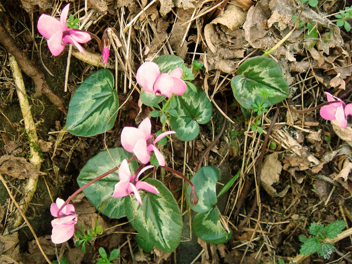 Unterart von einem rosa blühendem Vorfrühlings-Alpenveilchen, botanischer Name Cyclamen coum subspecies caucasicum, mit Blättern, die länger als breiter sind