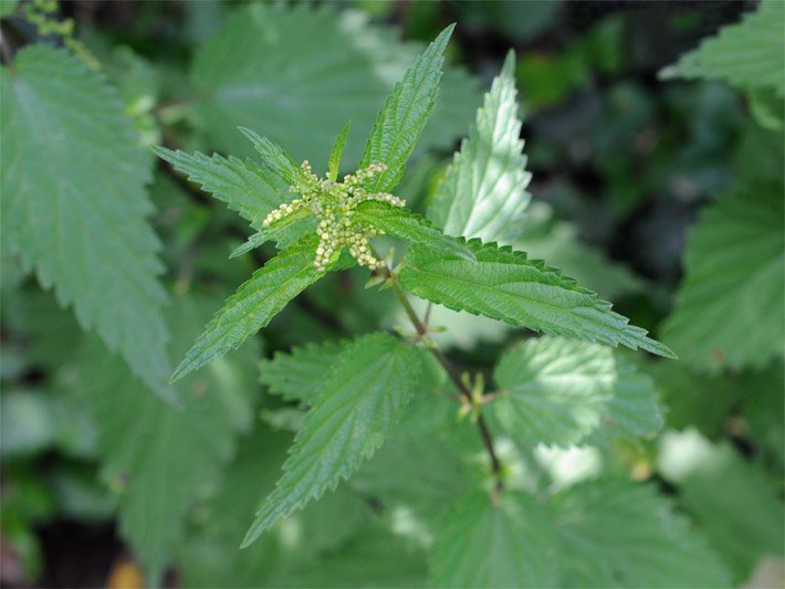 Große Brennnessel, botanischer Name Urtica dioica, mit grau-weißen Blüten