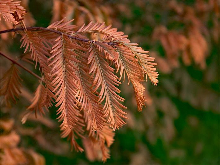 Orange-kupferfarbene Nadeln am Ast von einem Urweltmammutbaum im Herbst