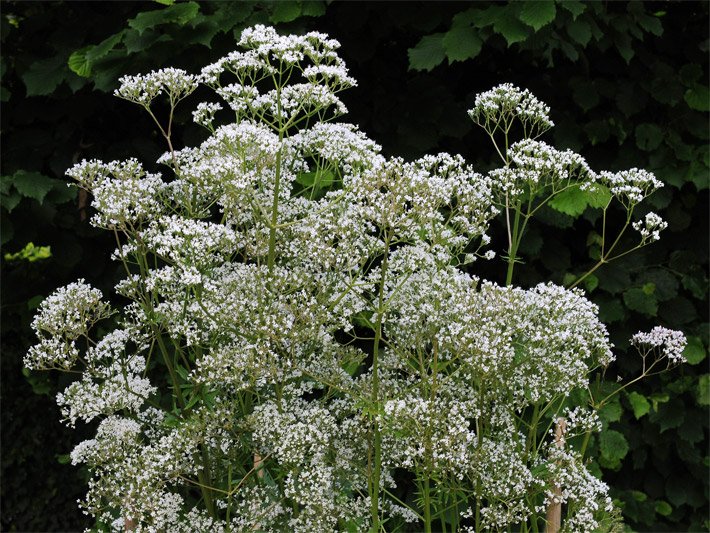 Blühender Echter oder auch Arznei-Baldrian mit dichten, weißen Blütenständen