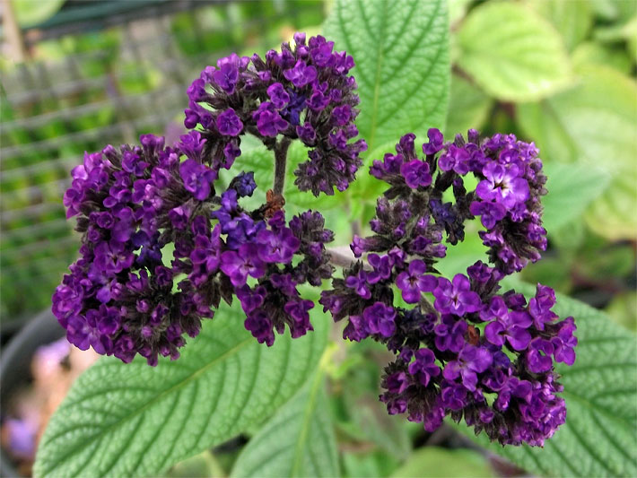 Vanilleblume der Sorte Fragrant Delight mit noch nicht vollständig geöffneten lila Blüten, botanischer Name Heliotropium arborescens, als Topfblumen