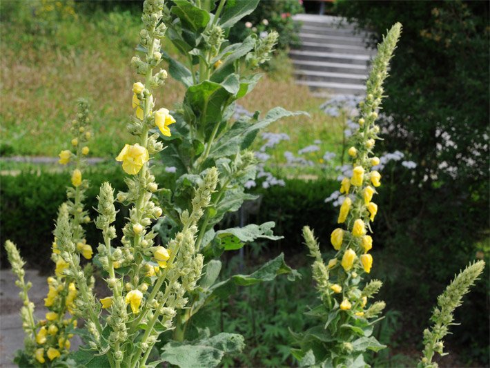 Großblütige/Dichtblütige Königskerzen, botanischer Name Verbascum densiflorum, mit gelben Blüten in einem Vorgarten