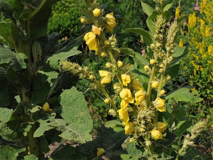 Staudenbeet mit einer Großblütigen Königskerze und gelben, scheibenförmigen Blüten