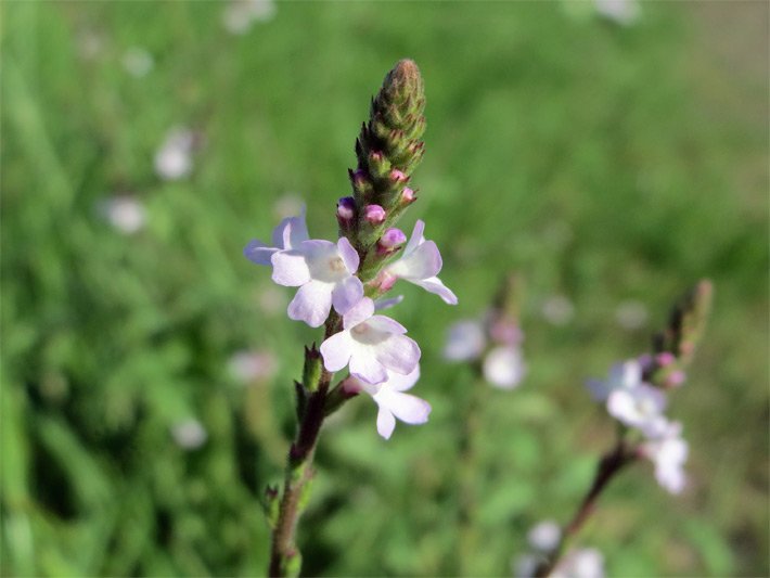 Echtes Eisenkraut bzw. Taubenkraut, botanischer Name Verbena officinalis, mit hellvioletten Blüten-Kronblättern