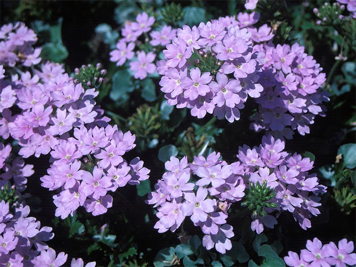 Rosa-violett blühende Eisenkraut-Hybride (auch Taubenkraut), botanischer Name Verbena x hybrida