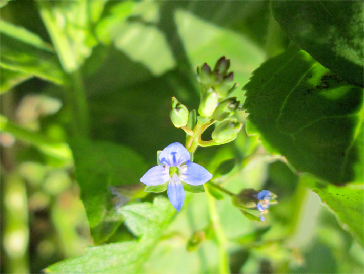 Nektar-haltige Scheibenblüte mit himmelblauer / hellblauer Blüte-Farbe einer Bachbunge, auch Bach-Ehrenpreis, botanischer Name Veronica beccabunga