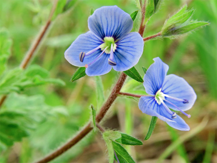 Blau-violett blühender Gamander-Ehrenpreis, botanischer Name Veronica chamaedrys, mit Großaufnahme der Blüten