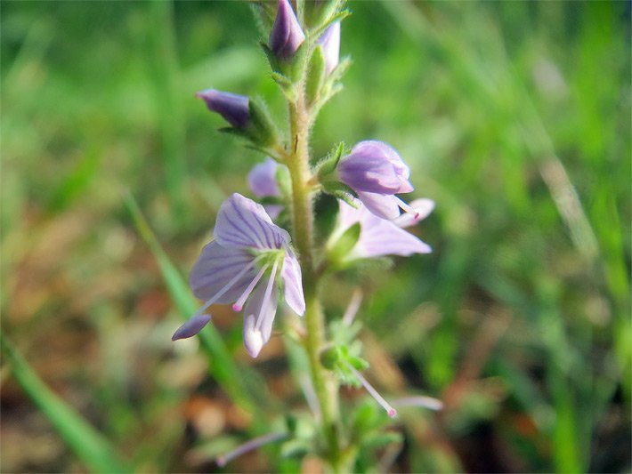 Echter Ehrenpreis mit weißer Blüte und violetten Streifen