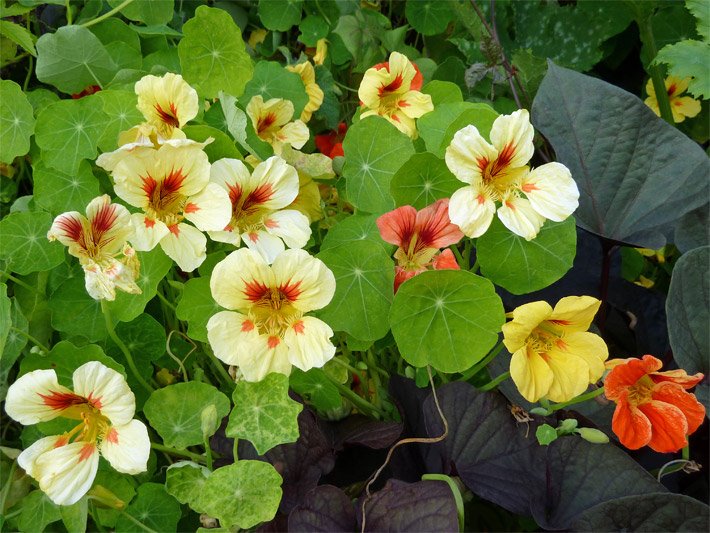 Blühende Kapuzinerkressen, botanischer Name Tropaeolum majus, in einem Kräuterbeet in verschiedenen Farben wie hellgelb, gelb und rot-orange