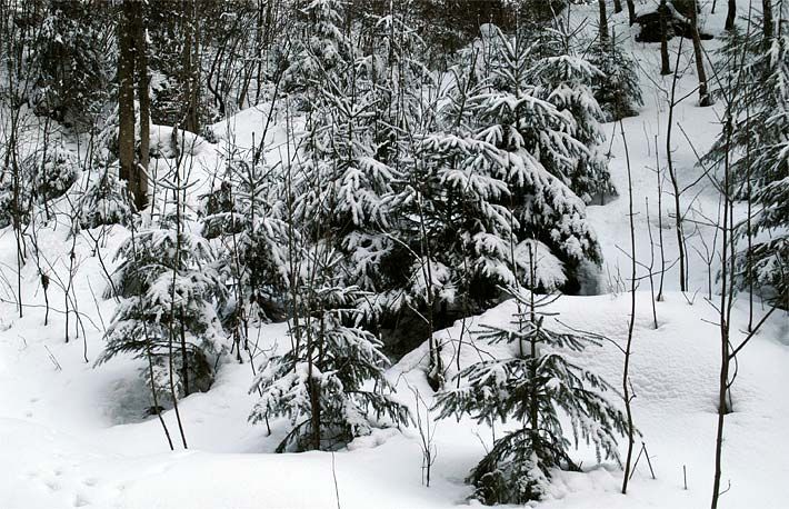 Verschneite Tannen, wildwachsend in einem Wald in Oberbayern
