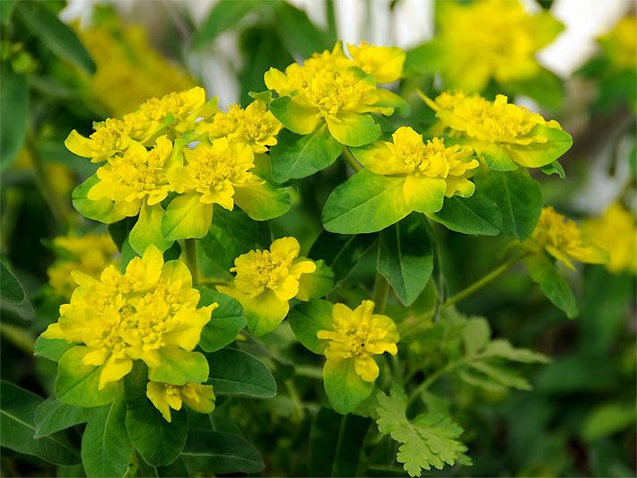 Vielfarbige Wolfsmilch, botanischer Name Euphorbia epithymoides, mit gelben Blüten