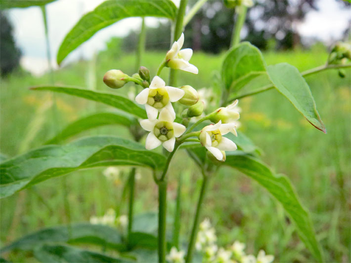 Grüne Blätter und gelb-weiße Fallen-/Klemmfallen-Blüten mit Klemmkörper einer Schwalbenwurz, botanischer Name Vincetoxicum hirundinaria, auf einer Wiese