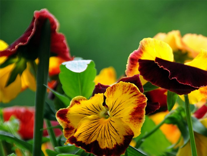 Honig-gelbe Blüten von Horn-Veilchen, botanischer Name Viola cornuta, mit schwarz-purpur-farbener Umrandung und Zeichnung als Grabbepflanzung