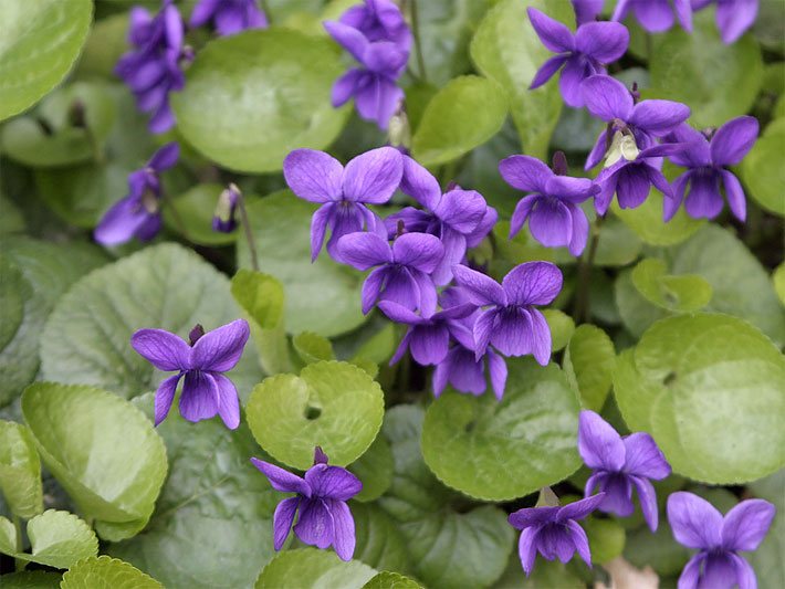 Duftveilchen, botanischer Name Viola odorata, mit lila Blüten und dunkelgrünen Blättern