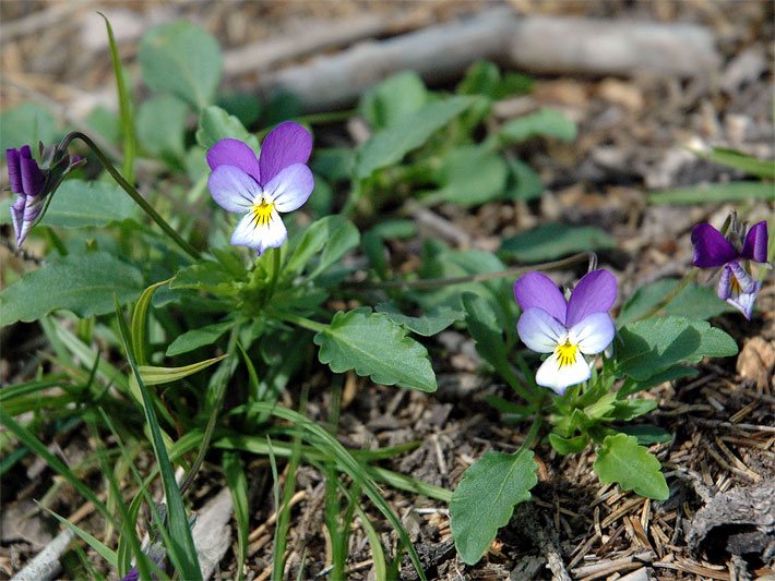 Dreifarbiges (weiss, gelb, violett) Wildes Stiefmütterchen, botanisch Viola tricolor