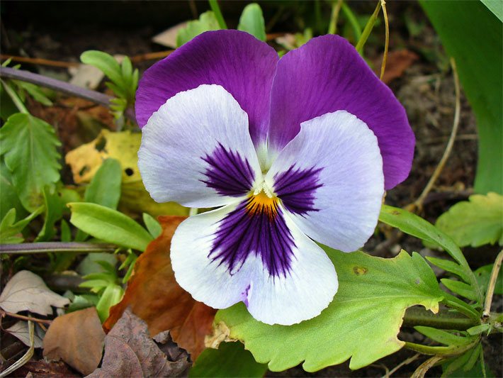 Weiß-violett gemusterte Blüte einer Stiefmütterchen-Hybride, botanischer Name Viola wittrockiana, in einem Balkonkasten