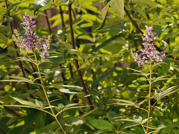 Mönchspfeffer-Strauch mit gelbgrünen Blättern und rosa-violetten Blüten