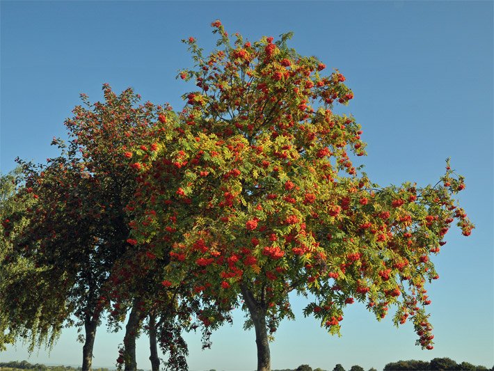 Baum-Allee mit Ebereschen bzw. Vogelbeeren auf dem Land mit orange-rot leuchtenden Früchten in freier Natur