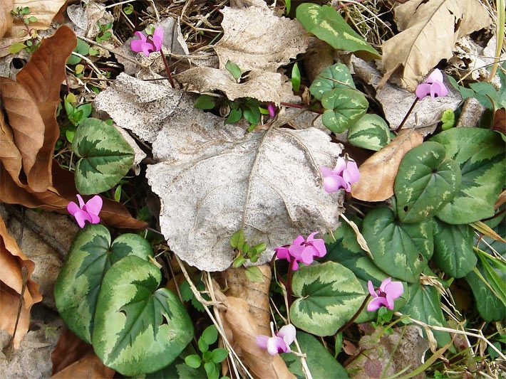 Vorfruehlings-Alpenveilchen, botanischer Name Cyclamen coum, mit rosa-roter Blüte und hell gezeichneten dunkelgrünen Blättern umgeben von Laubblättern