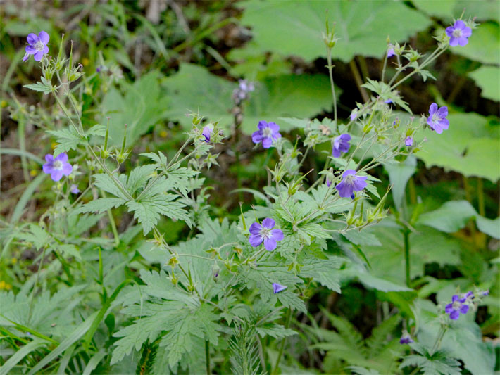 Purpurfarbene Blüten von einem Wald-Storchschnabel, botanischer Name Geranium sylvaticum, im Sommer auf einer Alpen-Wiese