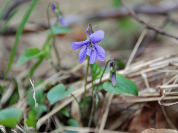 Blau-violette Blüte von einem Wald-Veilchen, botanischer Name Viola reichenbachiana