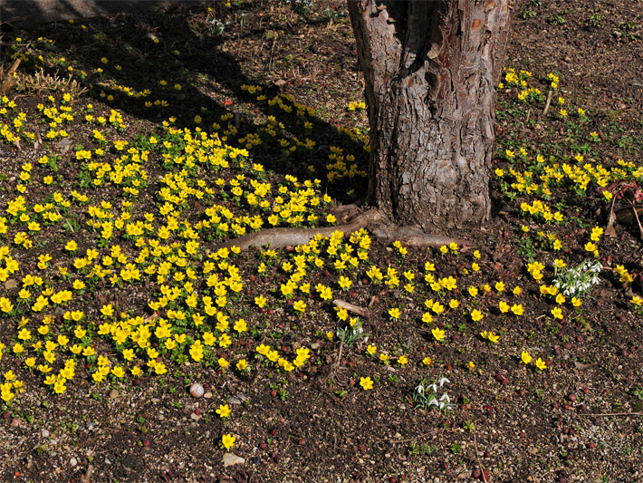 Gelb blühende Winterlinge und Kleine Schneeglöckchen mit weißen Blüten, botanische Namen Eranthis hyemalis und Galanthus nivalis, auf einer Wiese am Wald-Rand unter einem Baum in der Sonne