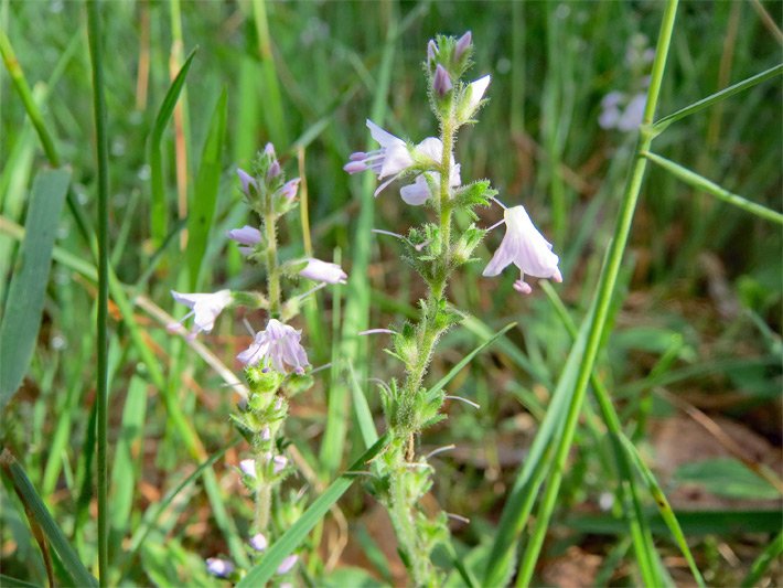 Blass-lila Blüten von einem Wald-Ehrenpreis, botanischer Name Veronica officinalis, auf einer Garten-Wiese