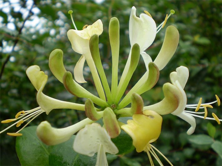 Röhrenblüten mit weiß-grüner Blüten-Farbe von einem Waldgeißblatt, botanischer Name Lonicera periclymenum