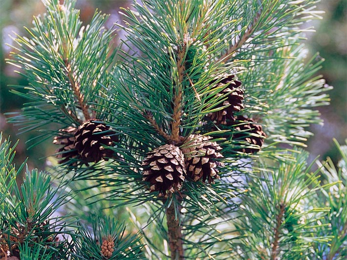 Zapfen und lange Nadeln an einem Zweig einer Waldkiefer