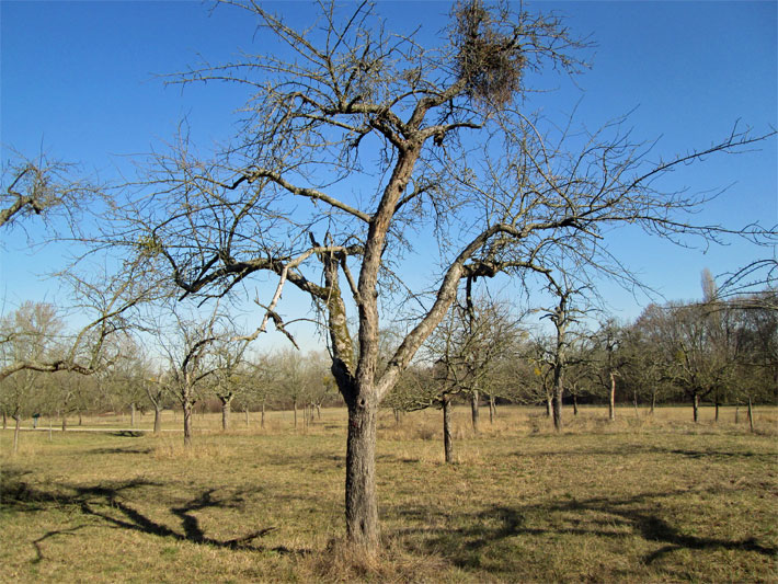 Apfelbäume im Spätwinter vor der Blüte im Waldpark Mannheim auf einer Streuobstwiese im Naturschutzgebiet Reißinsel