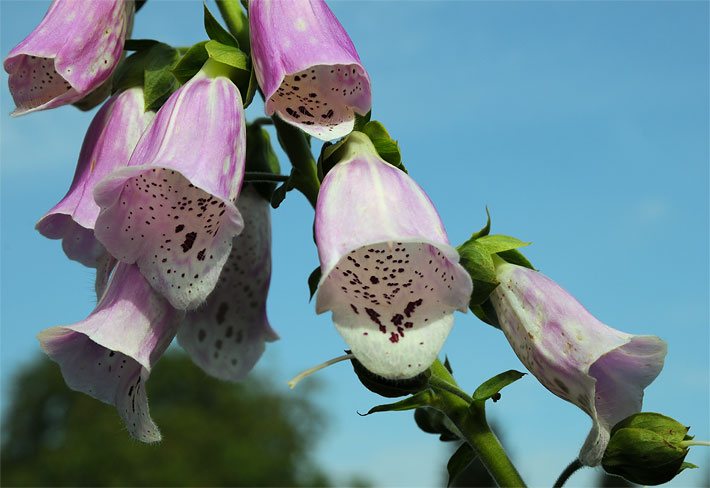 Blass-violette Röhren-Blüten einer Waldschelle, auch Roter Fingerhut genannt, botanische Name Digitalis purpurea