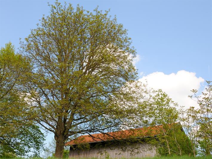 Walnussbaum auf einer Wiese in Oberbayern, im Hintergrund ein Heustadel