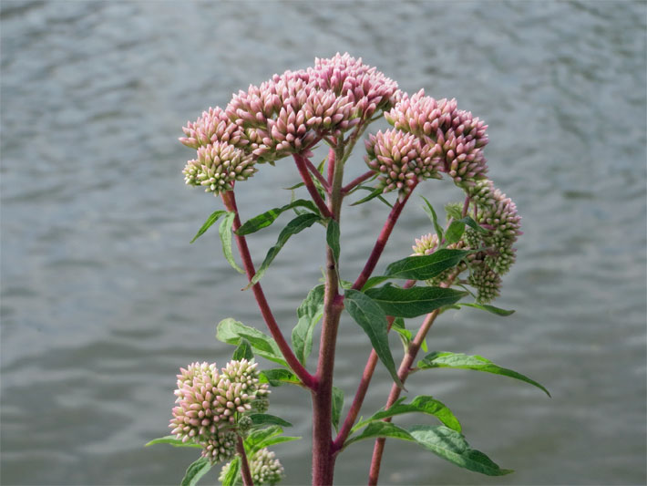 Purpur-violett und weiß blühender Wasserhanf bzw. Gewöhnlicher Wasserdost an einem See-Ufer, botanischer Name Eupatorium cannabinum