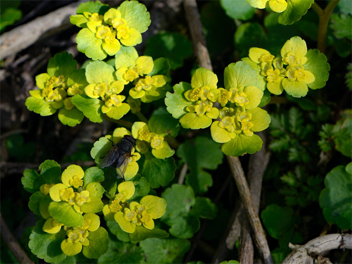 Gelb-grüne Scheibenblüten von einem Wechselblättrigen Milzkraut, botanischer Name Chrysosplenium alternifolium, mit einer blüten-bestäubenden Fliege