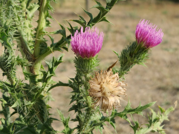 Zwei violett-purpurfarbene Blüten einer Stacheligen Weg-Distel, botanischer Name Carduus acanthoides, auf einer Wiese