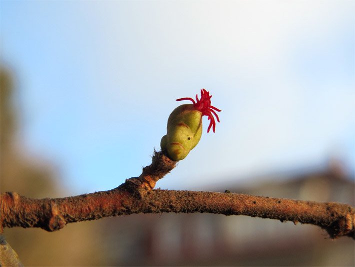 Weibliche Haselnussblüte, botanischer Name Corylus avellana, mit roten Narben an einer noch geschlossenen Zweigknospe