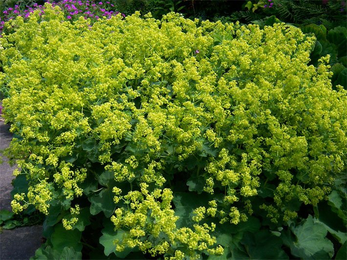 Gelb-grüne Blüten von einem Weichen Frauenmantel, botanischer Name Alchemilla mollis, an einem Bach