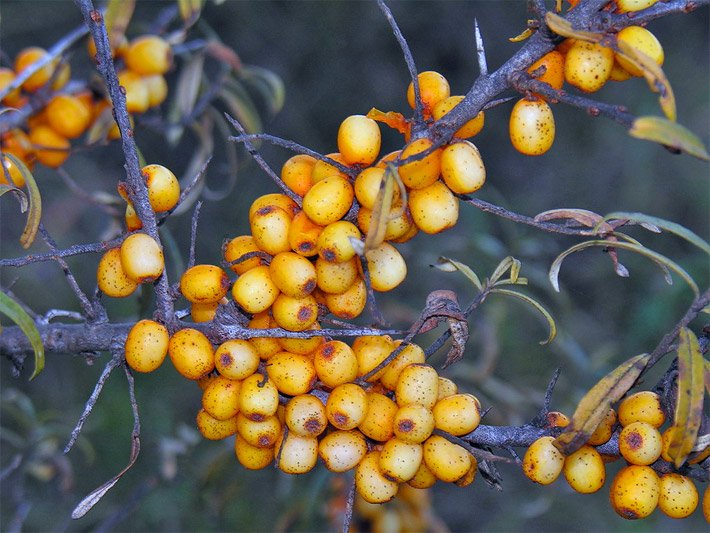 Äste von einem Sanddorn / Weidendorn, botanischer Name Hippophae rhamnoides, mit gelb-orangen Früchten sowie einigen Dornen oder verdornten Kurztrieben